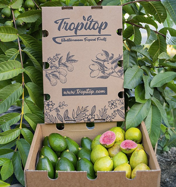 Compra Avocado a Buccia Liscia e Guava 2