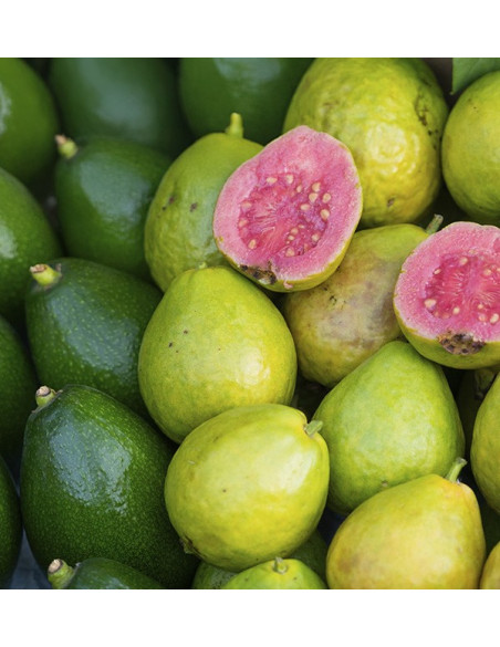 Acheter des Avocats à Peau Lisse et des Goyaves