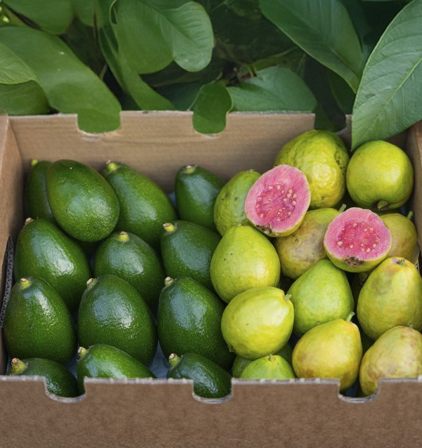 Acheter des Avocats à Peau Lisse et des Goyaves