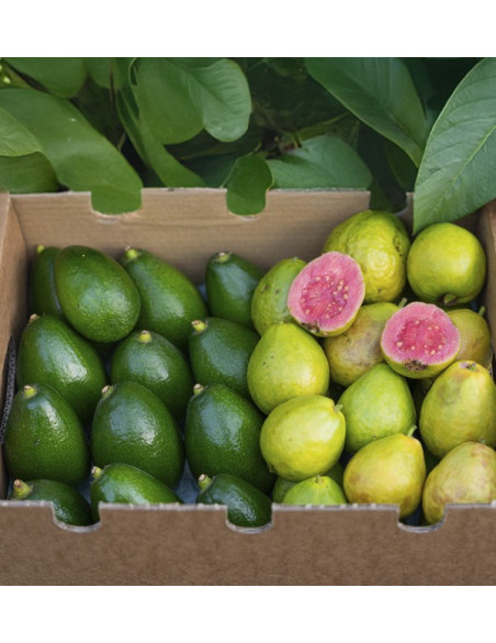 Acheter des Avocats à Peau Lisse et des Goyaves