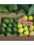 Bacon avocado and guava pack