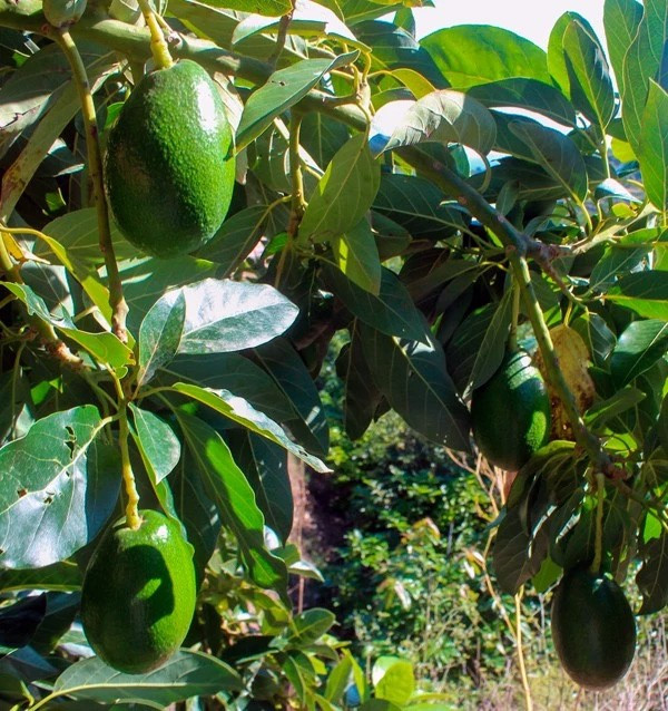 Buy Smooth-Skinned Avocados and Guavas