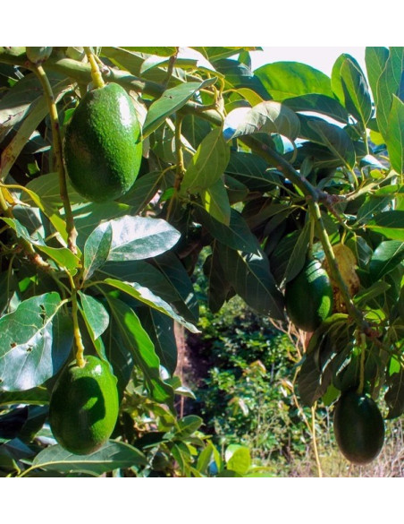 Acheter des Avocats à Peau Lisse et des Goyaves
