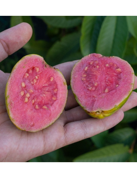 Acheter des Avocats à Peau Lisse et des Goyaves