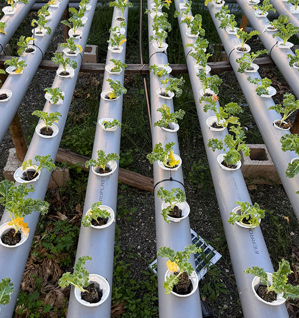 Acquista Lattughe Idroponiche Online - Lattughe vive saporite e di qualità Tropitop