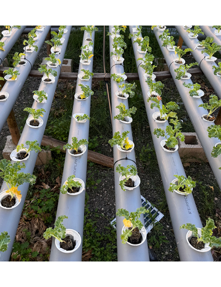 Buy Hydroponic Lettuce Online - Fresh, Living Lettuce from Tropitop