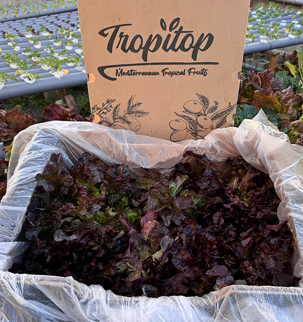Buy Hydroponic Lettuce Online - Fresh, Living Lettuce from Tropitop