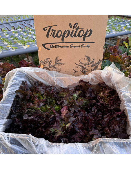 Acheter des Laitues Hydroponiques en Ligne - Laitues vivantes savoureuses et de qualité Tropitop
