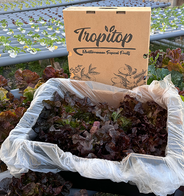 Comprar Lechugas Hidropónicas Online - Lechugas vivas sabrosas y de calidad Tropitop