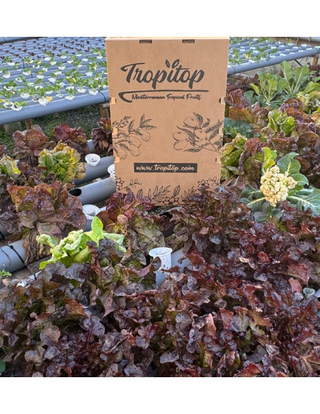 Comprar Lechugas Hidropónicas Online - Lechugas vivas sabrosas y de calidad Tropitop