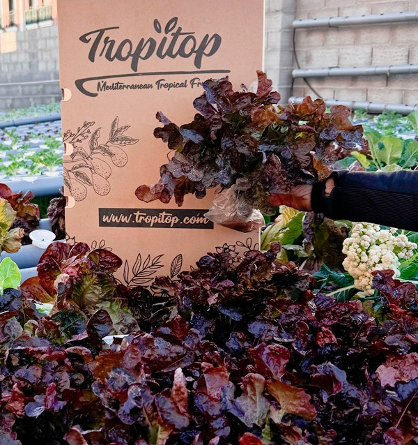 Hydroponischer Salat online kaufen – Frischer, lebender Salat von Tropitop