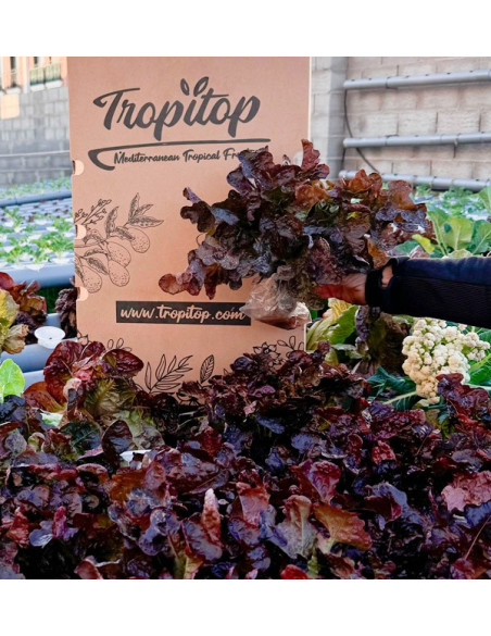 Comprar Lechugas Hidropónicas Online - Lechugas vivas sabrosas y de calidad Tropitop