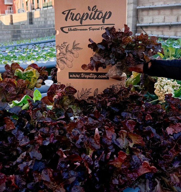 Buy Hydroponic Lettuce Online - Fresh, Living Lettuce from Tropitop