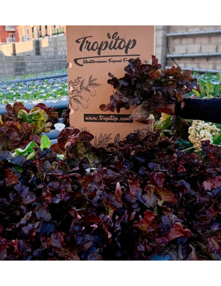 Comprar Lechugas Hidropónicas Online - Lechugas vivas sabrosas y de calidad Tropitop
