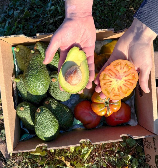 Comprar Aguacate Hass y Tomate Raf Online en Tropitop