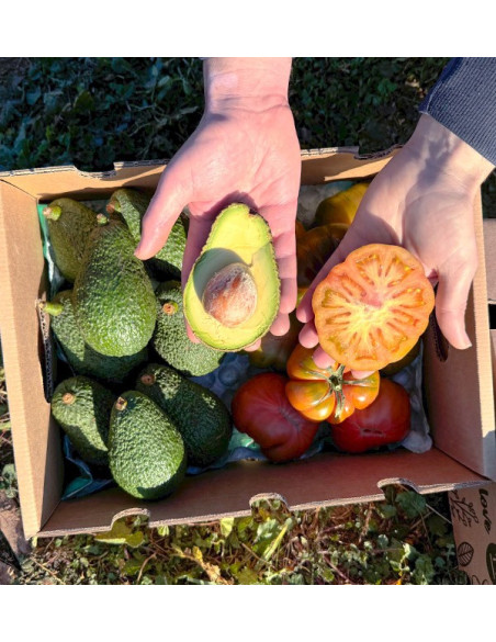 Buy Hass Avocado and Raf Tomato Online at Tropitop