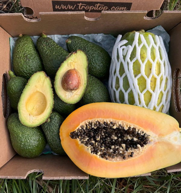 Acquista Avocado Hass e Papaia | Gusto Cremoso ed Esotico su Tropitop