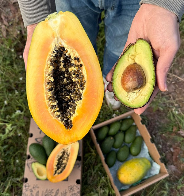 Comprar Abacate Hass e Mamão | Sabor Cremoso e Exótico na Tropitop