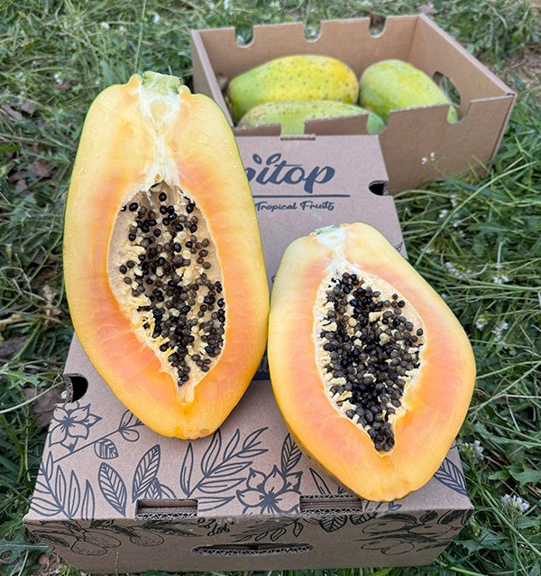 Papayas online kaufen | Entdecken Sie den exotischen Geschmack und die gesundheitlichen Vorteile