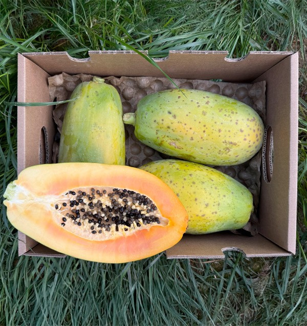 Papayas online kaufen | Entdecken Sie den exotischen Geschmack und die gesundheitlichen Vorteile 2
