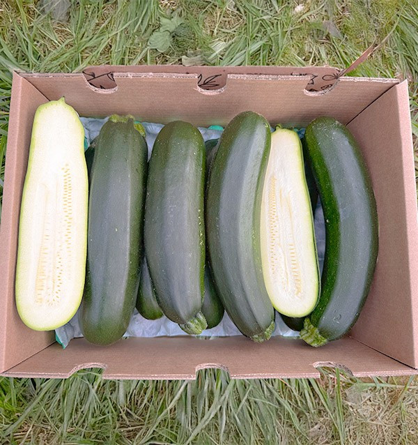 Acheter Courgette Verte ou Noire en Ligne sur Tropitop 2