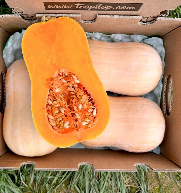 Acquistare zucca butternut online su Tropitop