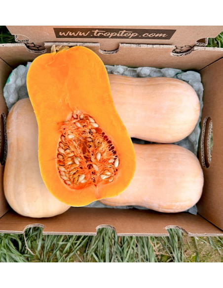 Acquistare zucca butternut online su Tropitop