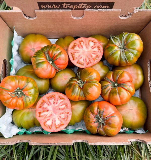 Acquistare Pomodoro Raf Online su Tropitop 2