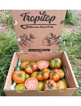Tomate Raf