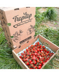 Tomates Cherry