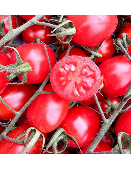 Acquista Pomodori Cherry on the Vine Online