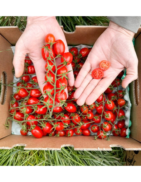 Acheter des tomates cerises sur la tige en ligne
