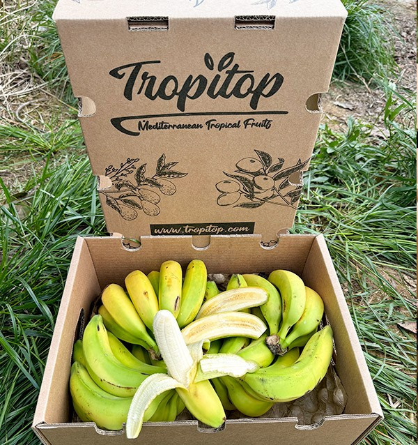 Buy Canarian Bananas Online at Tropitop