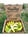 Banana from the Canary Islands