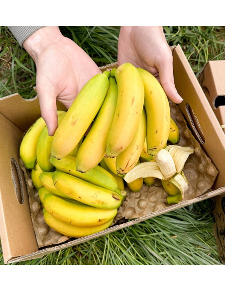 Acquista Banane delle Canarie Online su Tropitop