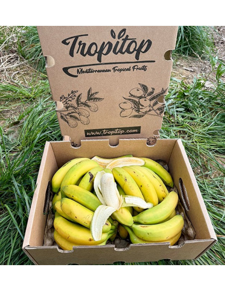 Acquista Banane delle Canarie Online su Tropitop