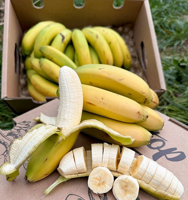 Acquista Banane delle Canarie Online su Tropitop