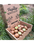 Kiwi verde