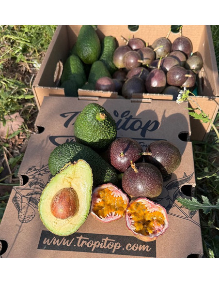 Passionsfrucht und Hass-Avocados kaufen | Frische & Exotischer Geschmack bei Tropitop