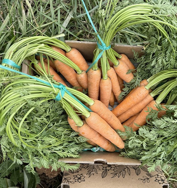 Acheter des carottes en ligne sur Tropitop 2