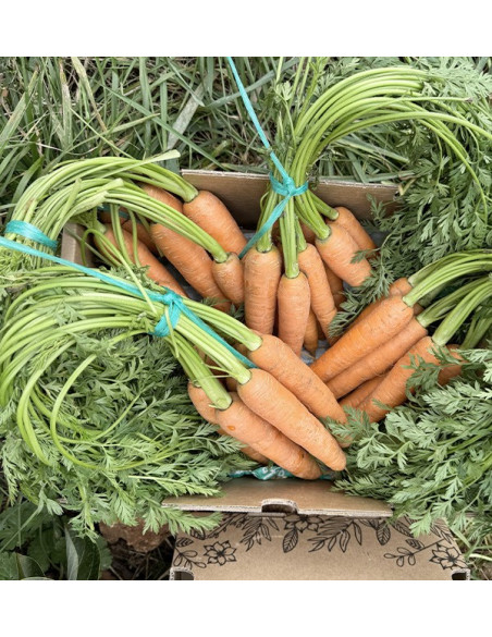 Acheter des carottes en ligne sur Tropitop