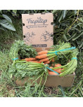 Carrots