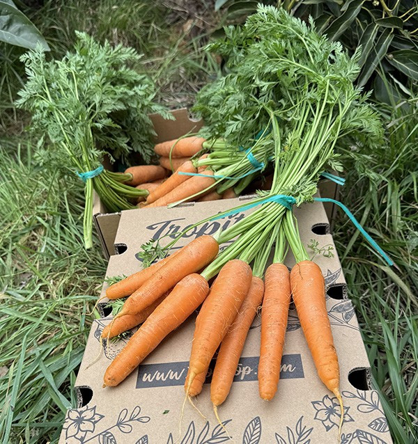 Comprar Cenouras Online na Tropitop