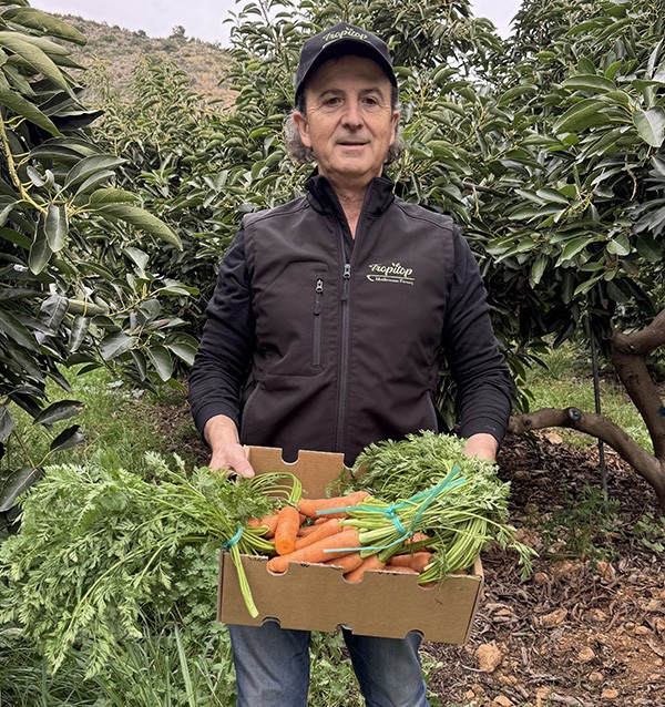 Karotten Bund Online bei Tropitop kaufen