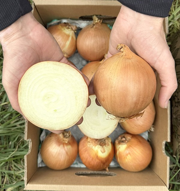 Trockenweiße Zwiebeln online bei Tropitop kaufen