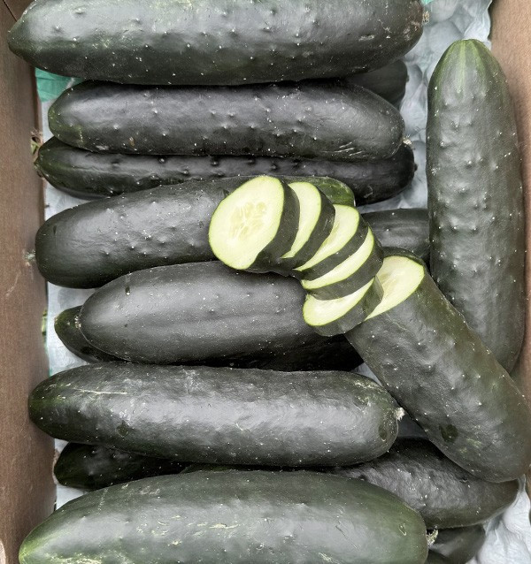 Comprar Pepino corto Online en Tropitop 2