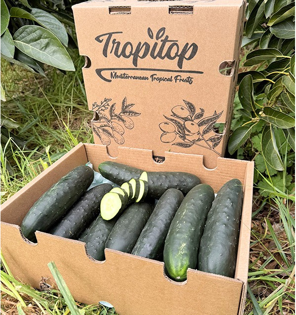 Comprar Pepino Curto Online na Tropitop