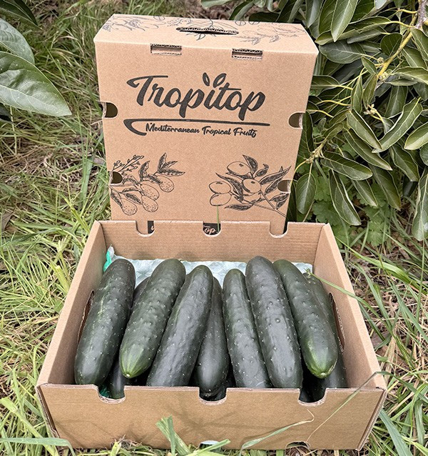 Buy Short Cucumber Online at Tropitop
