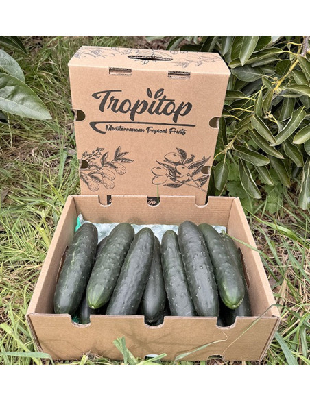 Comprar Pepino Curto Online na Tropitop