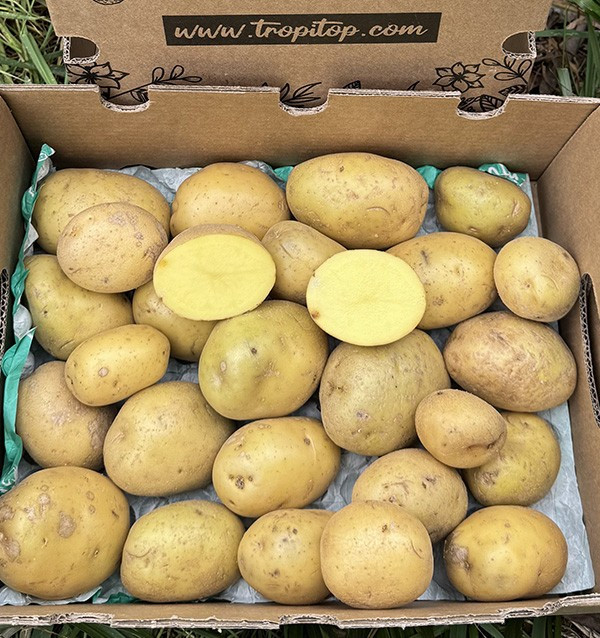 Comprar Batata Branca Nova Online em Tropitop 2